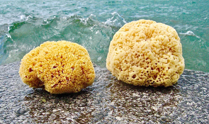 Naturschwamm